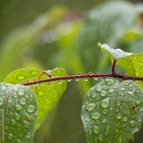 梅雨の日