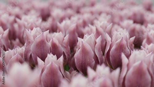 Field of purple tulips in spring bloom garden landscape featuring delicate petals and soft lighting.