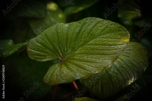 Εκτύπωση καμβά Tropical moss and fern garden with unique waterfalls and humid loving plants and