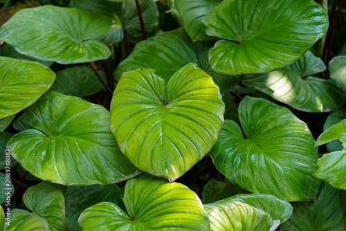 Fotografie Tropical moss and fern garden with unique waterfalls and humid loving plants and