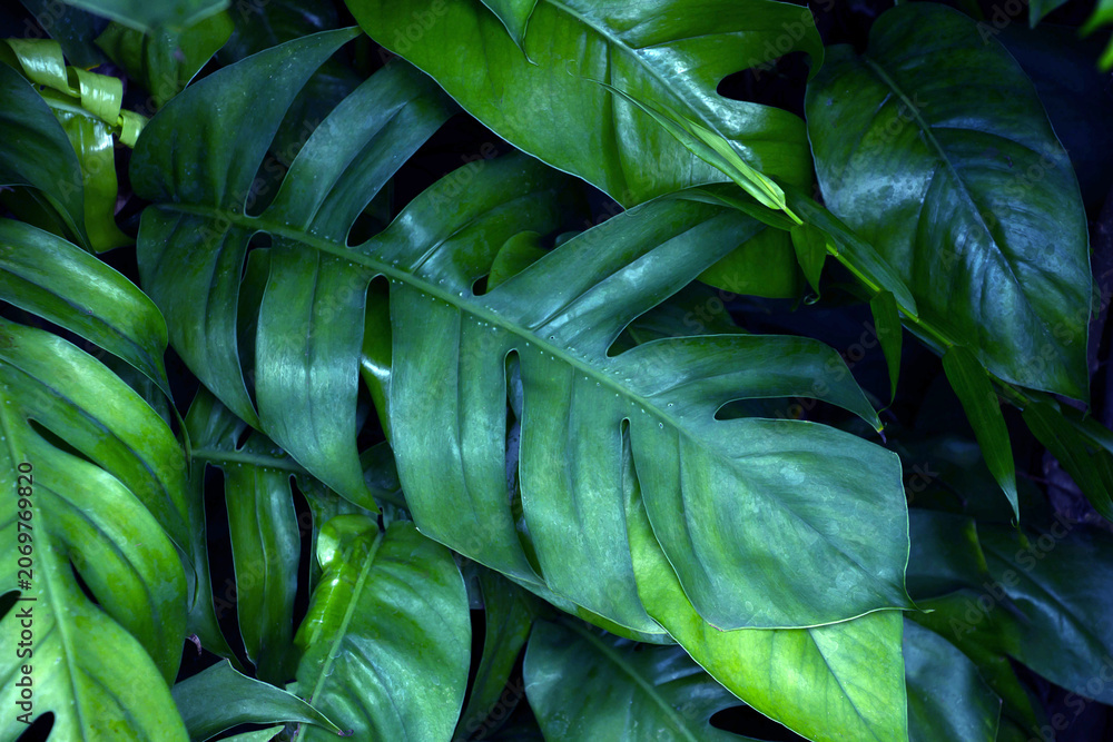 Fototapeta premium Natural dark green leaves,tropical dark green leaf,
