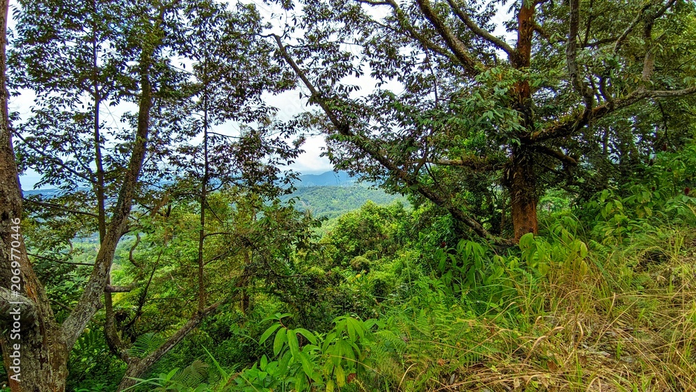 Fototapeta premium Breathtaking View Of A Lush Tropical Rainforest Canopy And Rolling Mountain Hills Under A Bright Overcast Sky During A Serene Daytime Hike