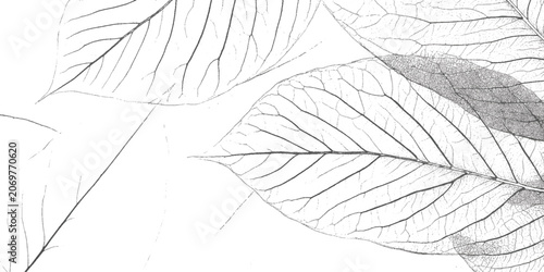 Schilderij op canvas Close up of skeletal leaf veins against a white background with overlapping tran