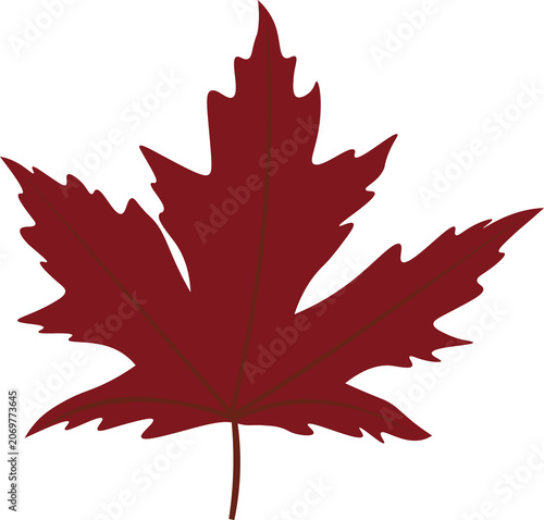 maple leaf isolated on white