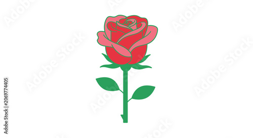 Beautiful Pink Rose Flower Closeup View.