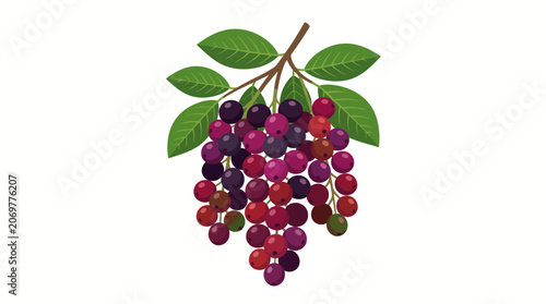 Cluster of purple and red currants.