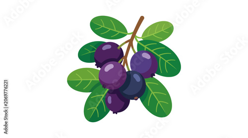Cluster of Purple Fruit on Branch.
