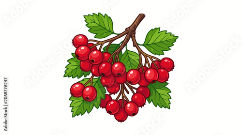 Cluster of red hawthorn berries.