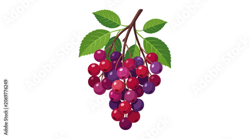 Cluster of Red and Purple Berries.