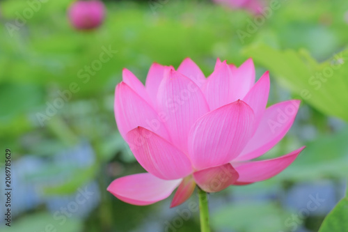 Pink Lotus Flower Blooming in Japanese Pond in Summer
