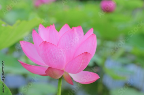 Pink Lotus Flower Blooming in Japanese Pond in Summer
