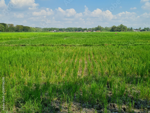 Rice plants growing in rice fields experiencing drought due to long dry season.