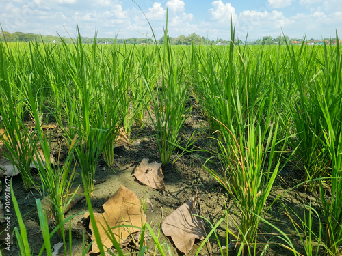Rice plants growing in rice fields experiencing drought due to long dry season.