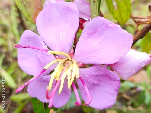 Straits rhododendron flower features vibrant purple petals and bright yellow stamens in a wild garden setting.