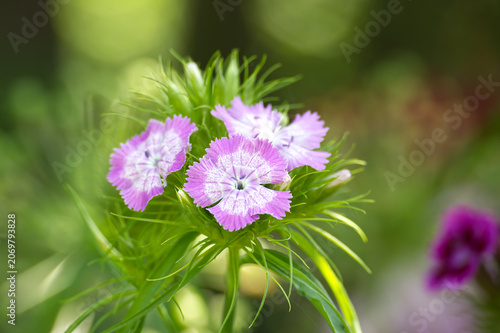 Delicate pink and white dianthus flowers blooming in a garden with soft green bokeh
