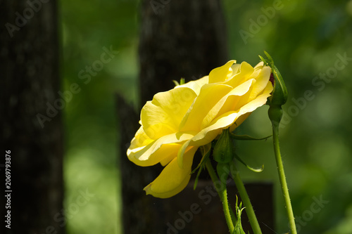 Yellow Rose Blooming in Sunlight With Buds and Soft Green Garden Background