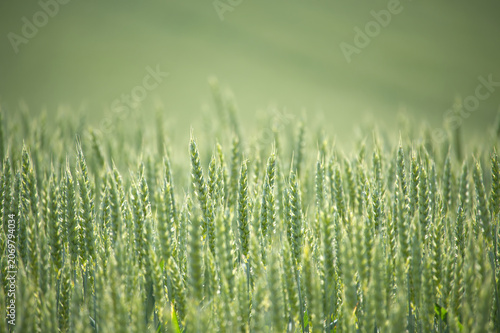 Green Wheat Field Close Up Showing Young Grain Heads Agricultural Crop and Spring Growth in Sunshine