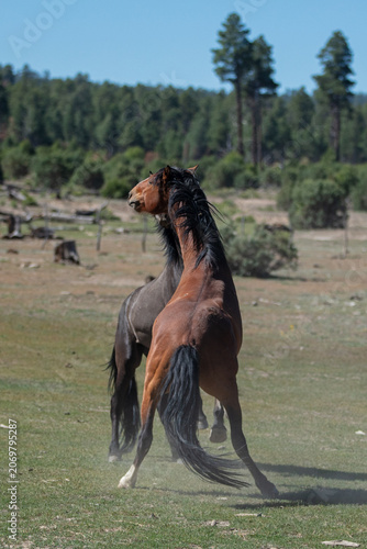 Black and bay stallions fighting in the Mogollon Rim in the White Mountains of north east Arizona United States