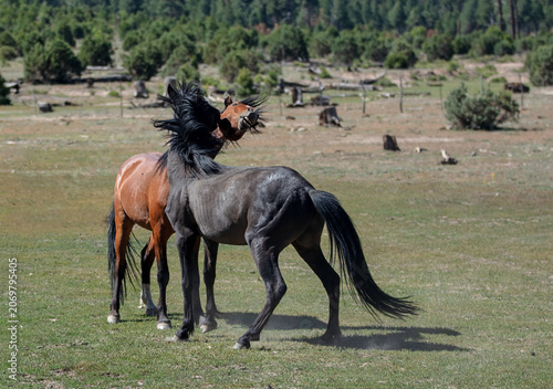 Black and bay stallions clashing in the Mogollon Rim in the White Mountains of north east Arizona United States