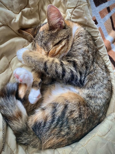 Sleeping tabby kitten curled on quilted blanket in sunlit indoor setting