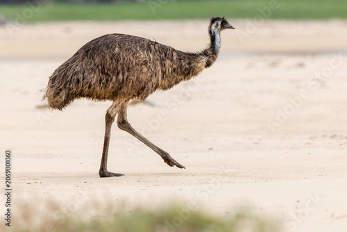 Emu (Dromaius novaehollandiae), Potato Point, NSW, February 2026