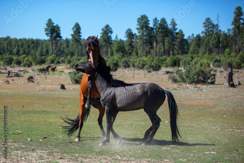 Black and bay stallions fighting for dominance in the Mogollon Rim in the White Mountains of north east Arizona United States