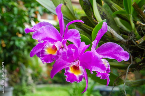 Foto Purple Cattleya Orchid Flowers Blooming in Tropical Garden