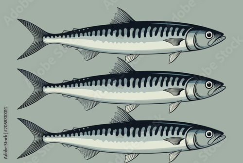 Three Atlantic mackerel fish swimming together in a synchronized group shown in detailed vector illustration.