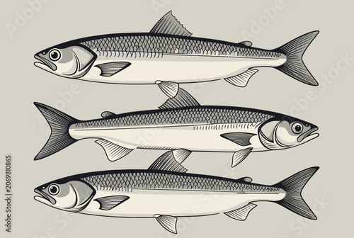 Trio of detailed monochrome herring fish illustrations arranged horizontally in a clean vertical stack.