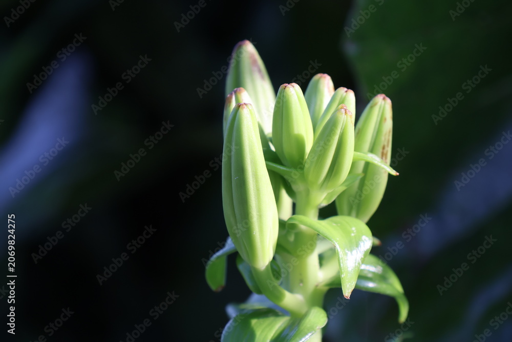 Obraz premium Buds of a lily