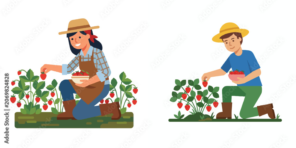Fototapeta premium A minimalist flat design of a farmer picking fresh strawberries into a small bowl, simple geometric forms, no outlines, isolated on a white background. 