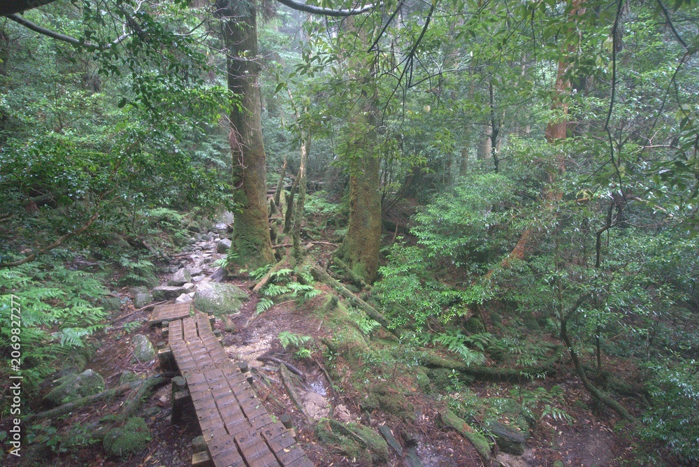 Obraz premium Mossy rocky forest trail in early summer, Japan