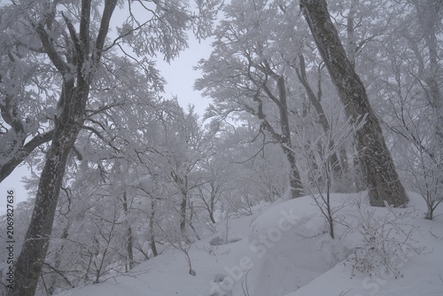 Snow covered forest in winter, Japan