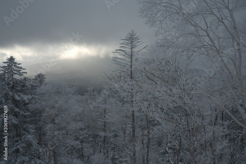 Rime frost forest in mist in winter, Japan