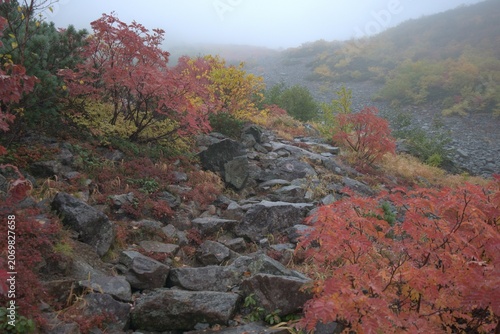 Autumn alpine slope with red foliage in Japan