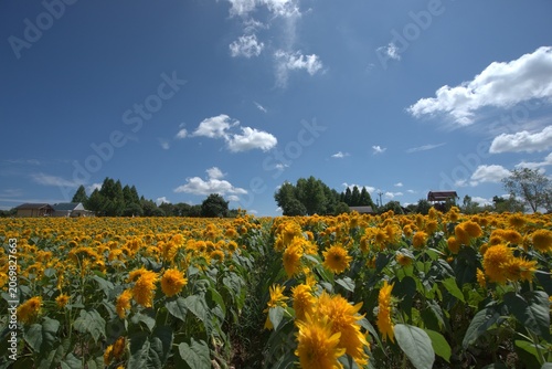 Orange marigold field with trees in summer, Japan