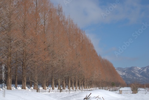 Metasequoia avenue with snow in winter, Japan