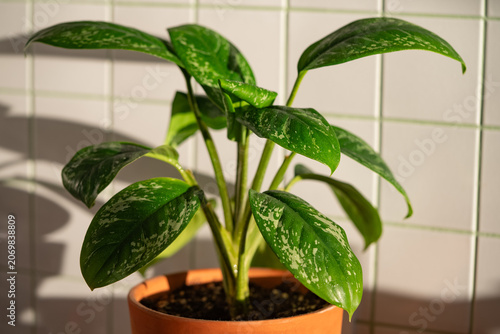 Fotografía Houseplant aglaonema growing in a terra cotta pot, displaying vibrant green leav