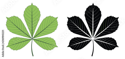 Foto Horse chestnut buckeye leaf, botanical foliage element, silhouette and colored vector styles, nature inspired plant structure illustration