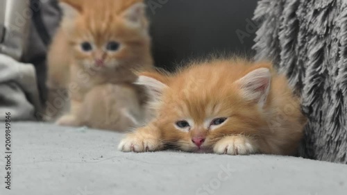 Cute Ginger Kitten Lying Down and Looking Curiously at Camera
