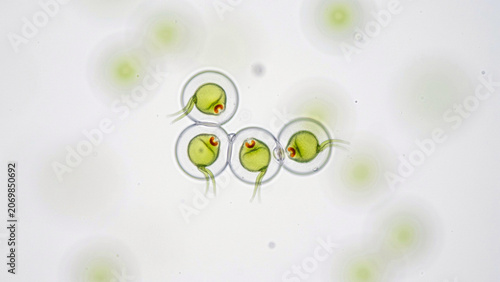 Close-up microscopic Chlamydomonas algae with vivid lime green spherical cells and delicate flagella, side view in a laboratory sample, ultra-detailed scientific macro