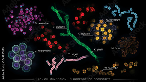 Artistic fluorescent microscopy of radiant fungal structures, glowing spores and delicate mycelium illuminated in electric blue, emerald, magenta, and amber against a dark laboratory background.