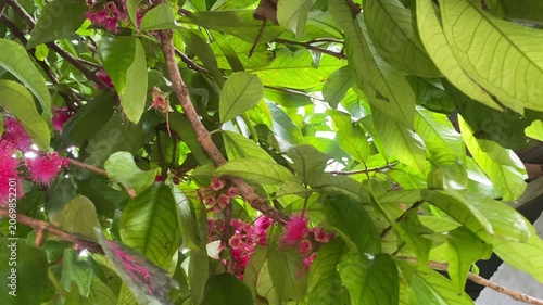 pink and green leaves