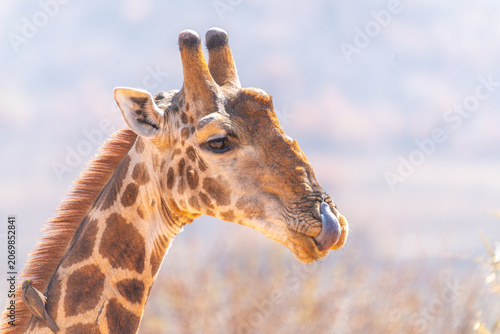 close up head shot of a male giraffe with tongue out at pilanesberg national park