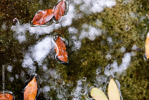 Fotografie Abstract nature texture of floating leaves and ripples on a mossy water surface