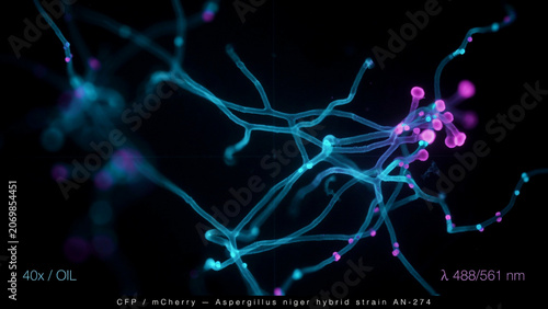 Abstract fluorescent fungal network under microscope, vivid cyan and magenta mycelium branching across a dark background, cinematic biomedical visualization with intricate scientific detail.