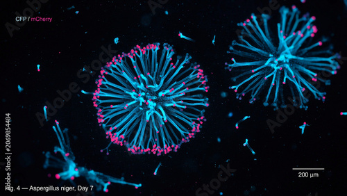 Laboratory microscope reveals glowing fungal colonies with intricate hyphae, neon cyan and magenta fluorescence on a dark backdrop, futuristic biomedical research, ultra-detailed macro science art.
