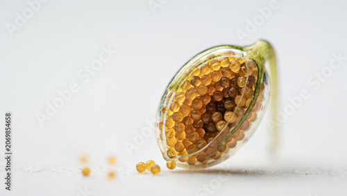 Macro microscopic view of a moss spore capsule glowing with golden-yellow spores inside crystal-clear tissue, angled laboratory observation, botanical science, ultra-detailed natural abstract.