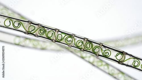 Microscopic view of spirogyra freshwater filamentous green algae with plant life spirogyra microscope filamentous microscopic structure chlorophyll