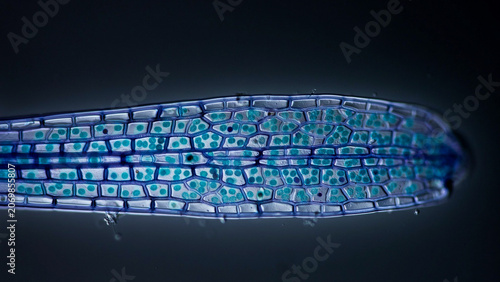 Microscopic view of plant stem cross section showing cellular structure with microscope cellular structure staining microscopic research laboratory